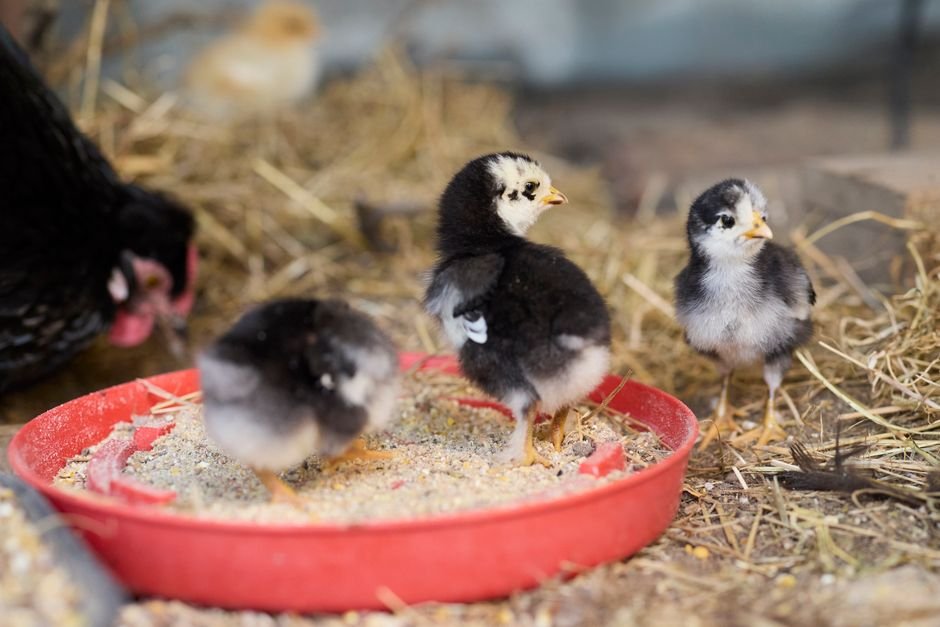 microchip/RFID-activated automatic pet feeder