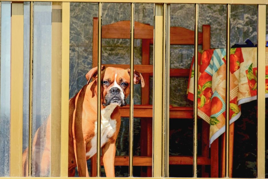 extra-tall pressure-mounted pet gate