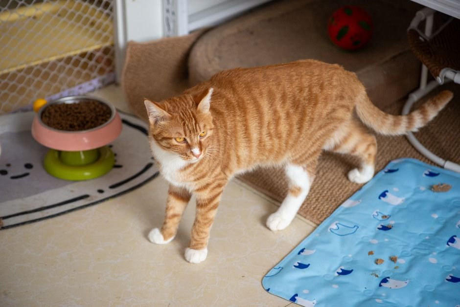 litter mat entrance