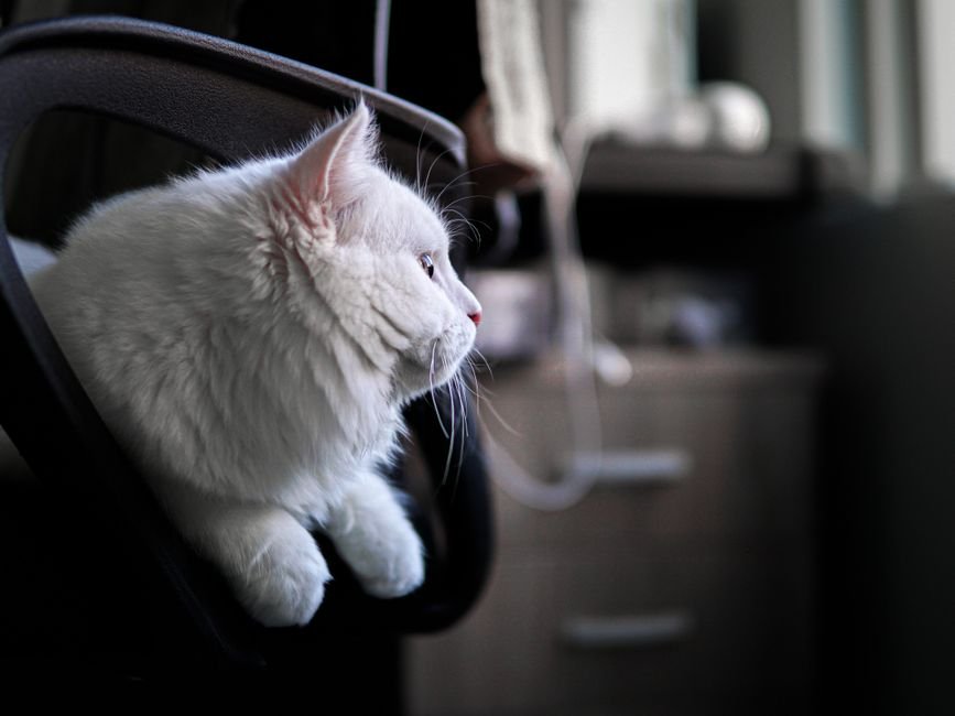 cat perch home office