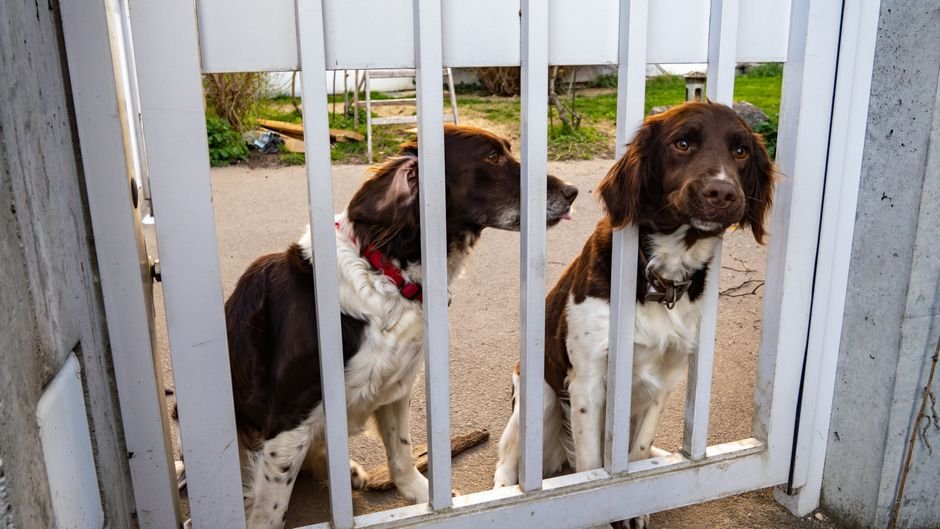 dog gate office