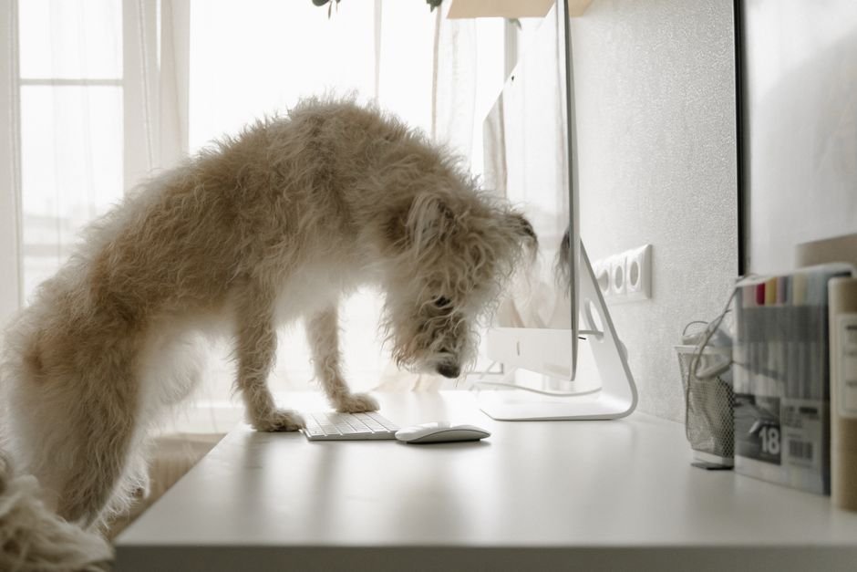 cat dog home office