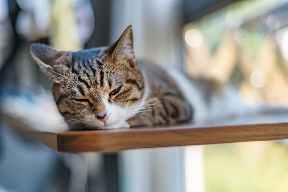 wall-mounted cat window perch