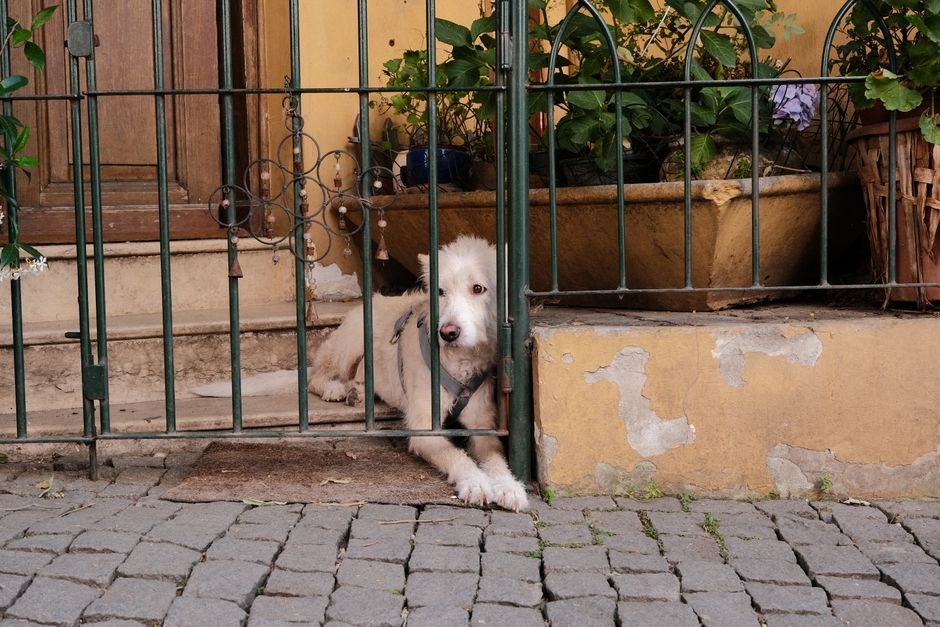 portable pet gate or pen section