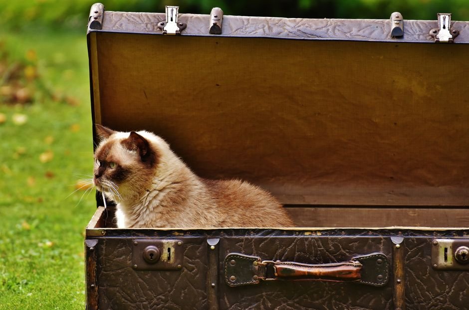 travel litter box