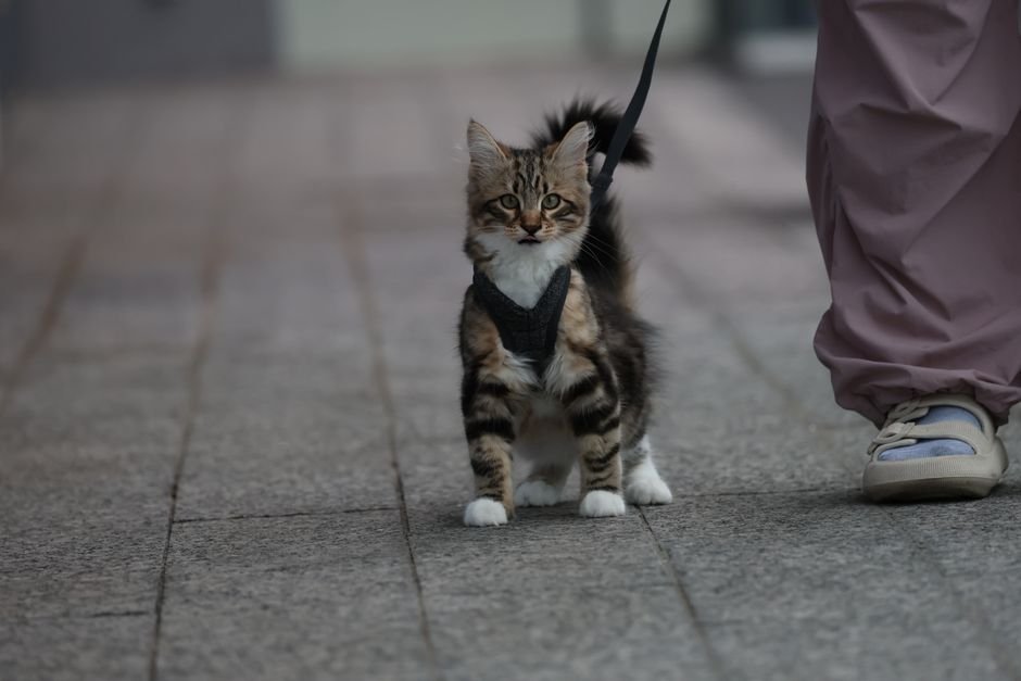 cat harness door