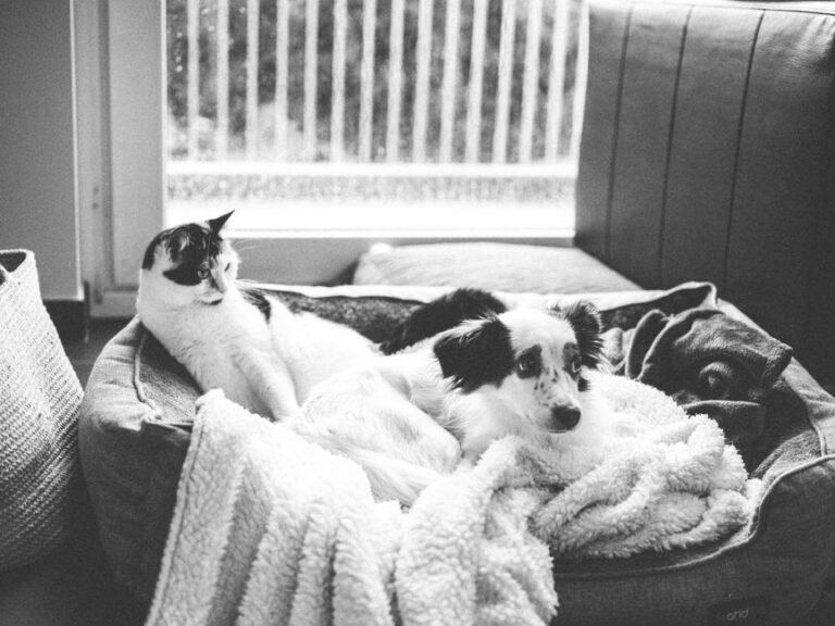 cat dog hotel room
