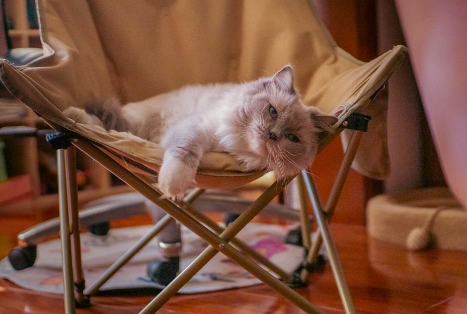 portable travel litter box