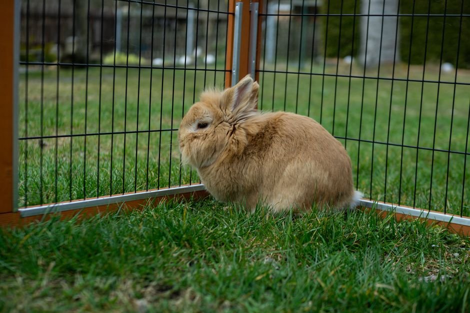 collapsible pet playpen