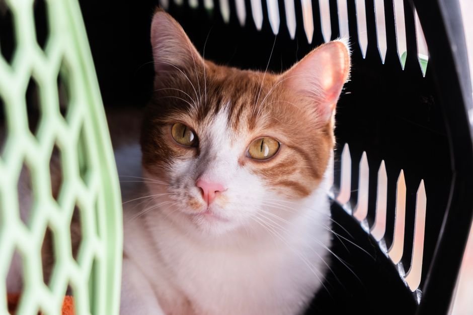 pheromone calming spray for cats