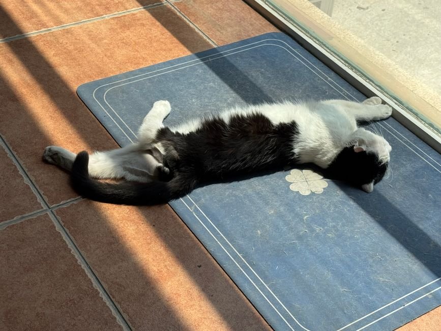 litter trapping mat