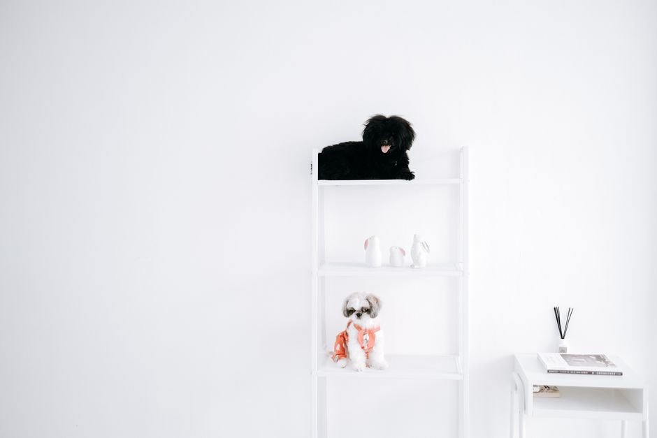 pet camera shelf