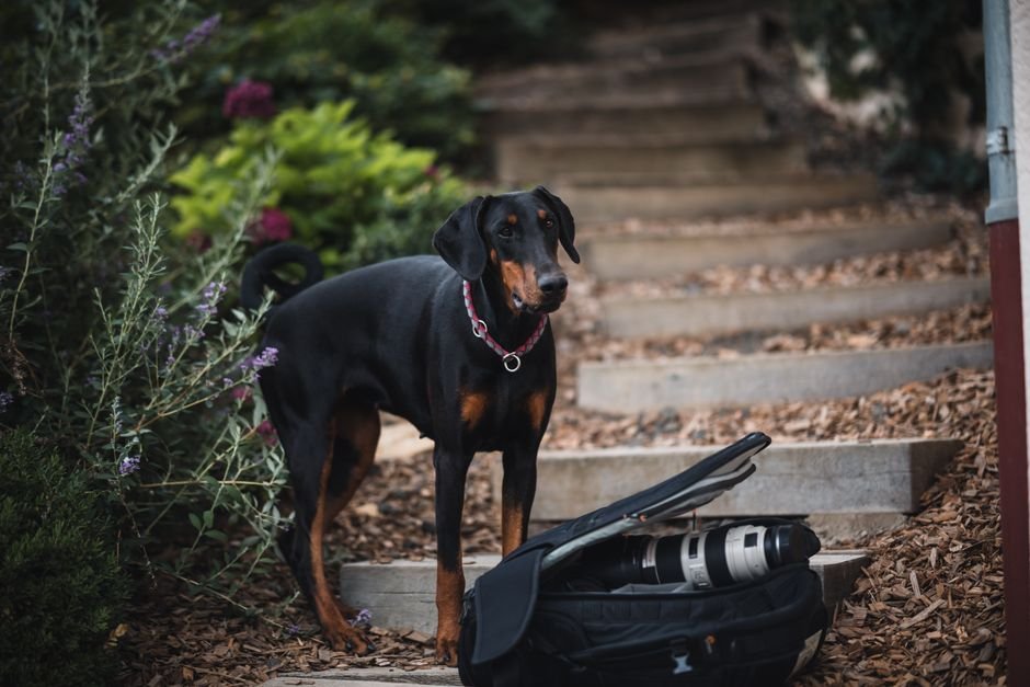 dog collar camera
