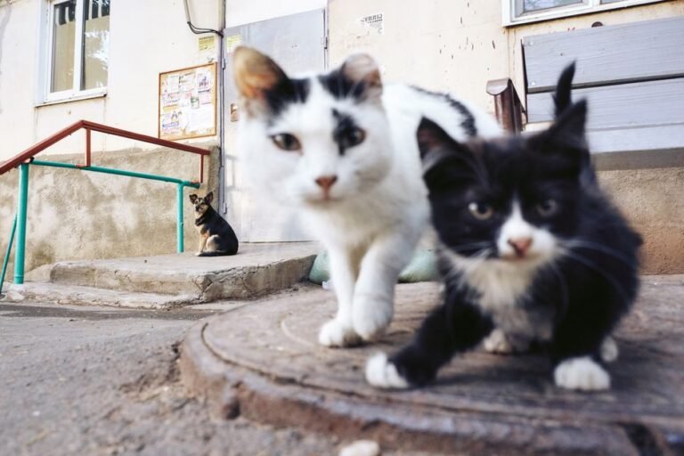 cat dog camera