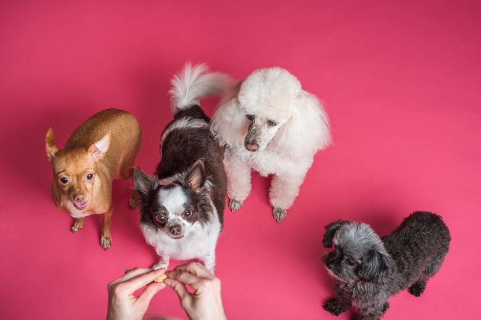 Interactive treat-tossing pet camera
