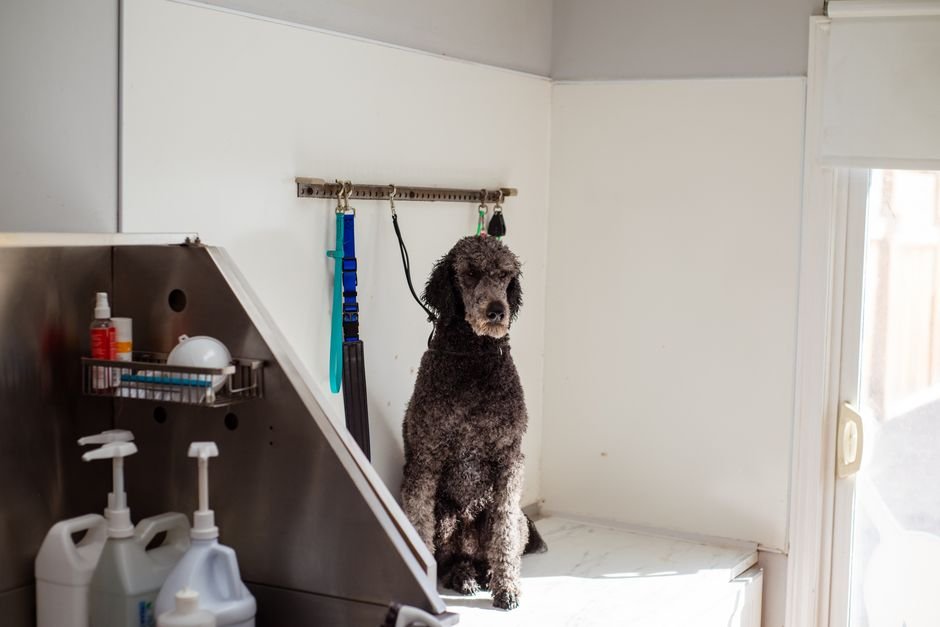 pet water station