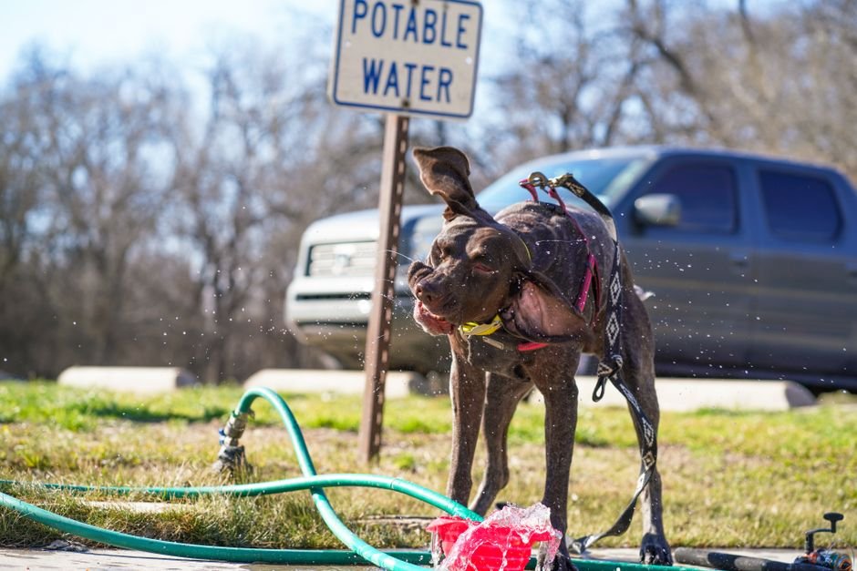 elevated dog water bowl stand