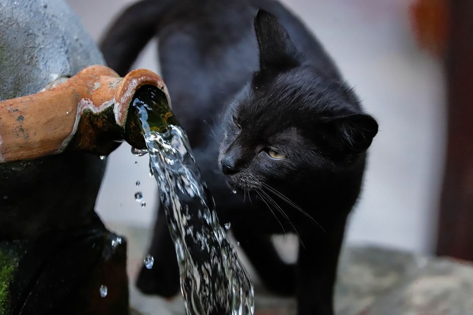 whisker-friendly cat water fountain