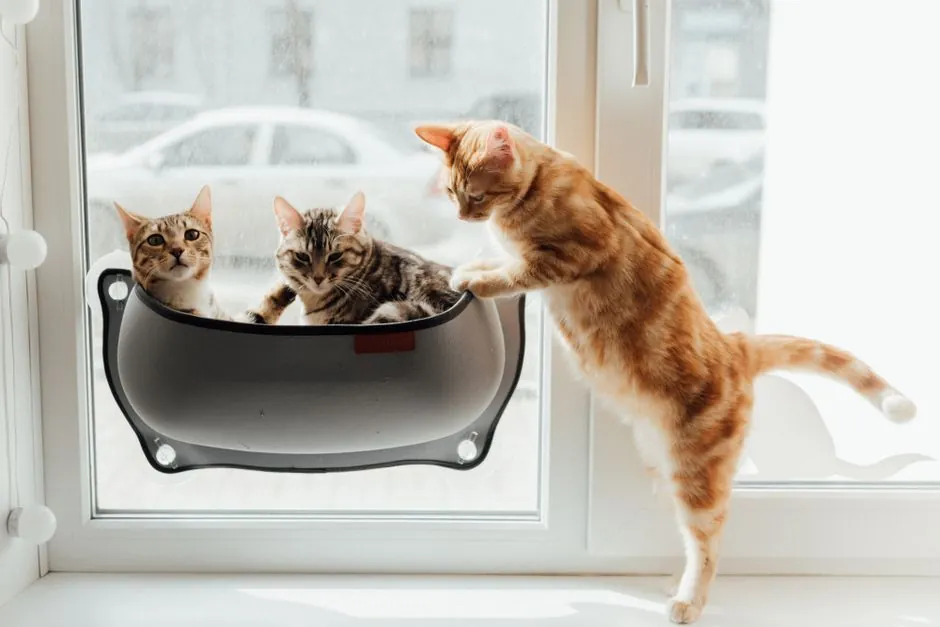cat window perch