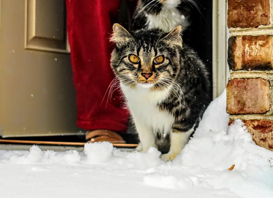 dog cat front door