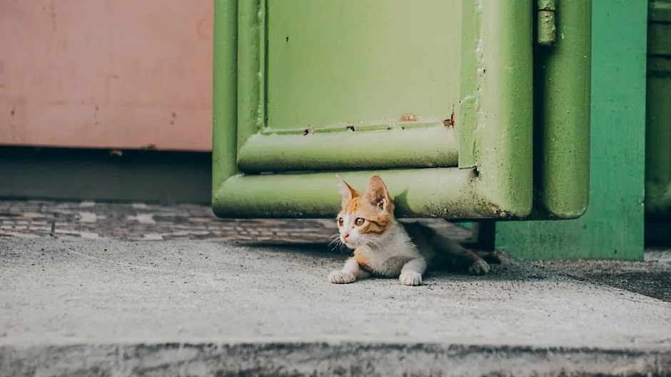 indoor pet gate with built-in cat door