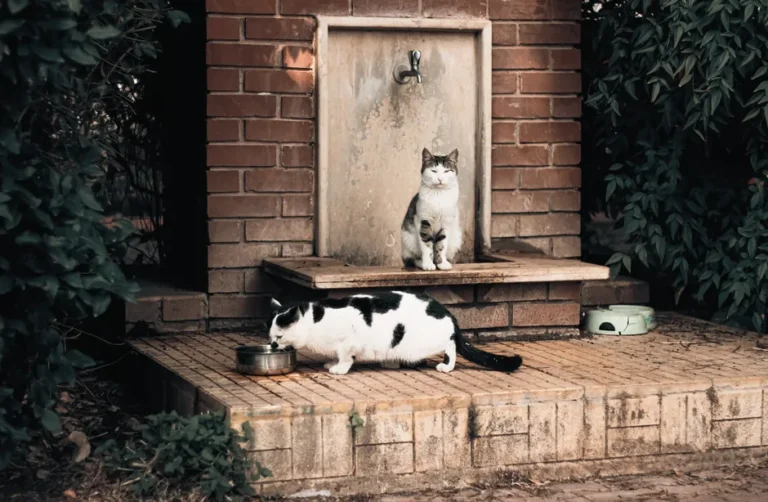 cat dog drinking