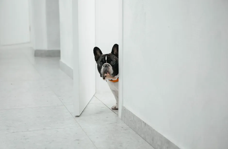small dog doorway