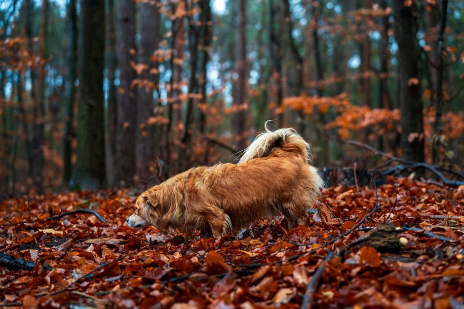dog sniffing litter box